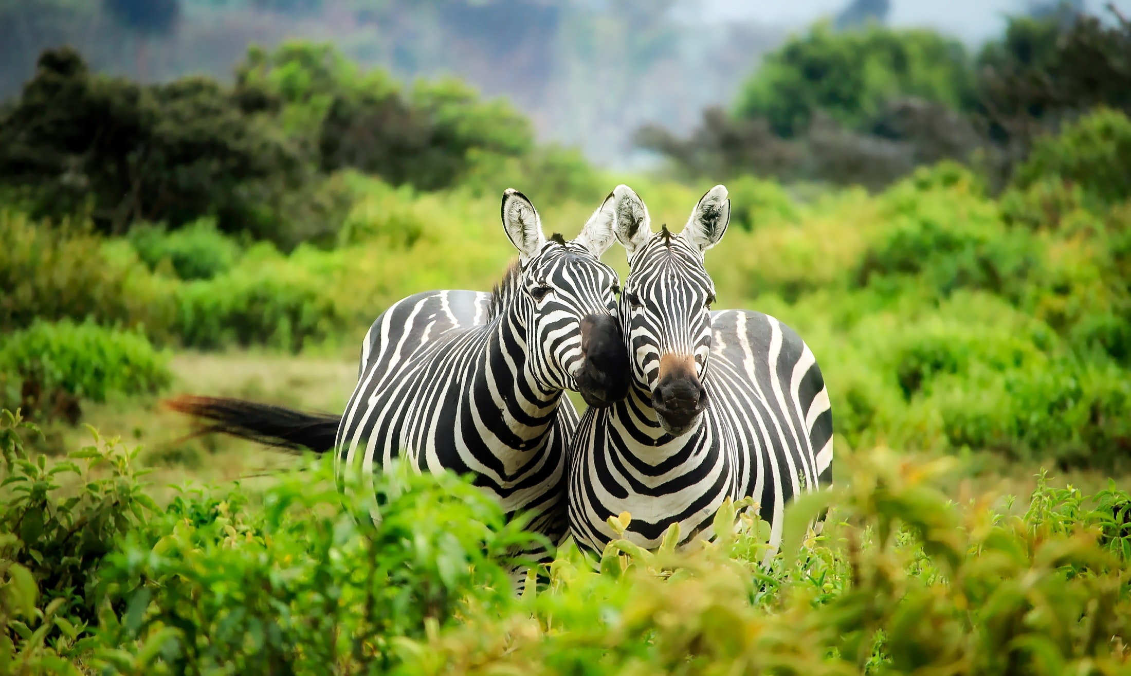 15 Interesting Wildlife Sanctuaries In Africa